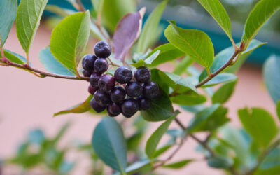 Aronia – et af verdens sundeste bær